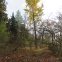 Geografisches Arboretum Rombergpark am 17,102018 (80)